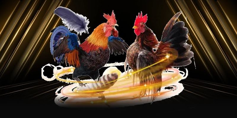 HAYWIN Cockfighting – an exciting betting platform.